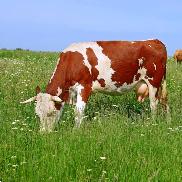 Close Cute Cow Meadow — Zdjęcie stockowe