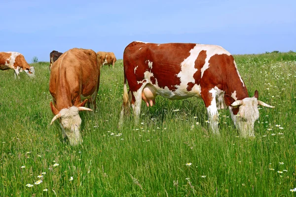 Cows Rural Pasture Sunny Day — Stockfoto