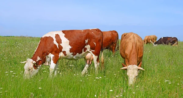 Корови Сільській Пасовищі Сонячний День — стокове фото