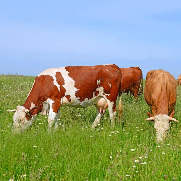 Cows Rural Pasture Sunny Day — 스톡 사진