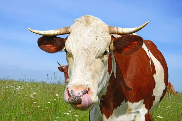 Close Cute Cow Meadow — Foto de Stock