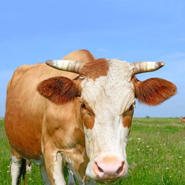 beautiful cow on green meadow at summer