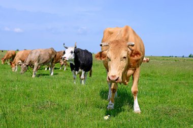 Yaz otlağında inekler