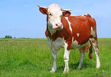 Yazın yeşil çayırda güzel bir inek