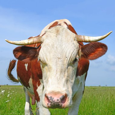 close up of cute red and white cow on meadow