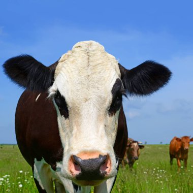 close up of cute cow on meadow