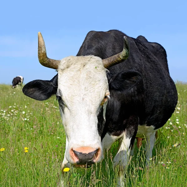 Gros Plan Mignon Vache Sur Prairie — Photo