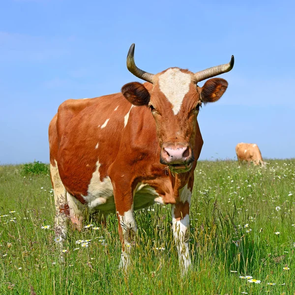 Beautiful Cow Green Meadow Summer — Fotografia de Stock