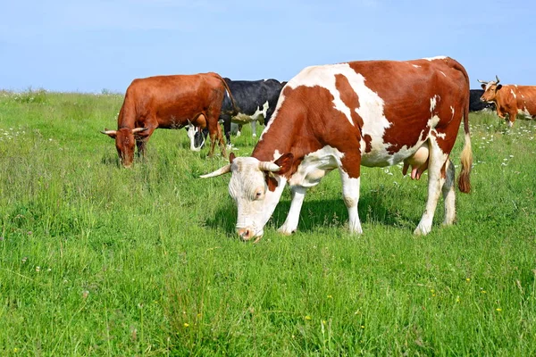 Las Vacas Pasto Verano — Foto de Stock