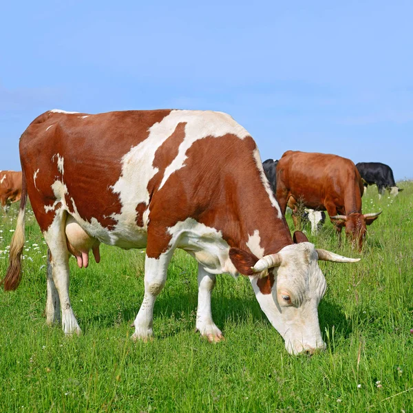 Las Vacas Pasto Verano —  Fotos de Stock