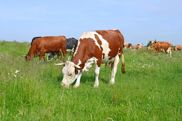 Kühe Auf Einer Sommerweide — Stockfoto