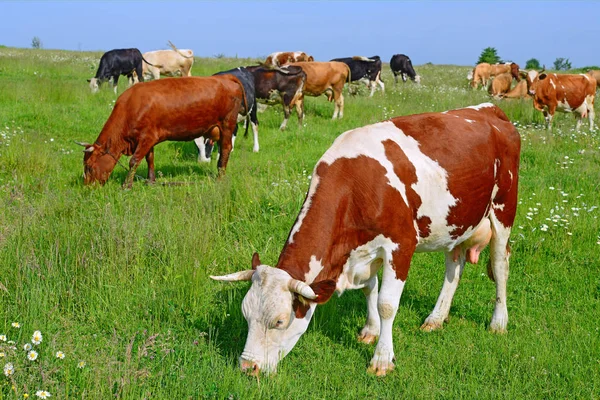 Las Vacas Pasto Verano —  Fotos de Stock