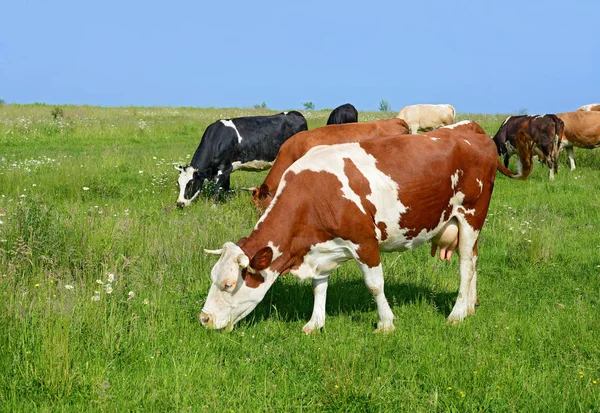 Kor Sommarbetesmark — Stockfoto