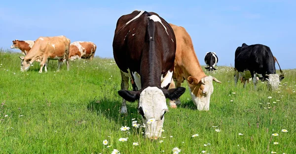 Vaches Sur Pâturage Été — Photo