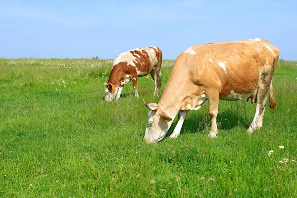 Tehenek Nyári Legelőn — Stock Fotó