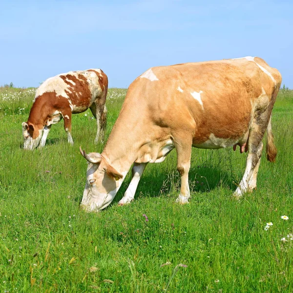 Tehenek Nyári Legelőn — Stock Fotó