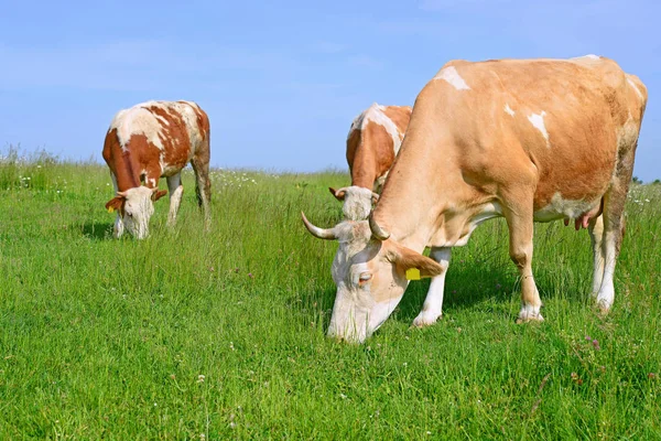 Las Vacas Pasto Verano —  Fotos de Stock