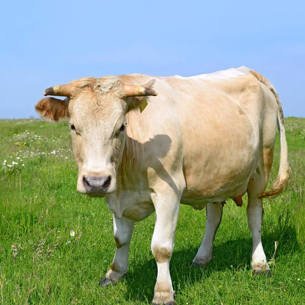 Beautiful Cow Green Meadow Summer — Stok fotoğraf