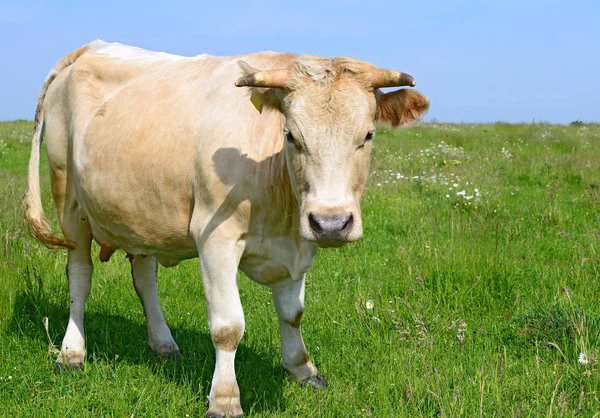 Beautiful Cow Green Meadow Summer — Stockfoto