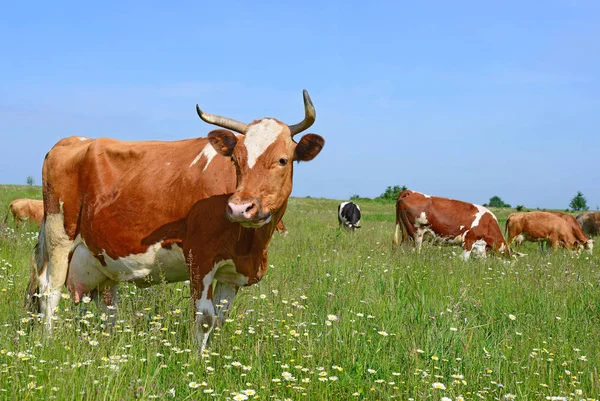 Vacas Pasto Verão — Fotografia de Stock