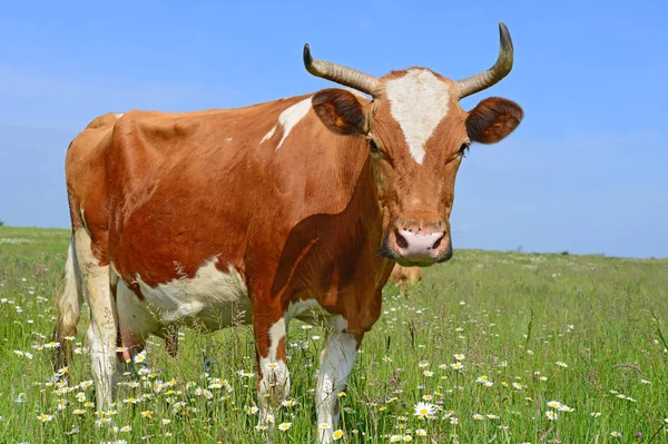 Belle Vache Sur Prairie Verte Été — Photo