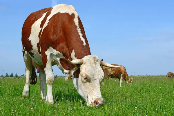 Sapi Padang Rumput Musim Panas — Stok Foto