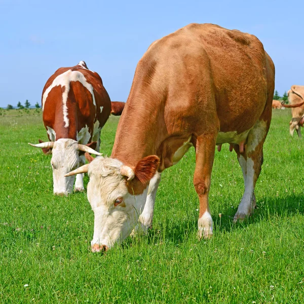 Vacas Pasto Verão — Fotografia de Stock