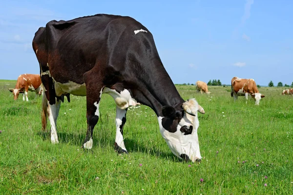 Sapi Padang Rumput Musim Panas — Stok Foto