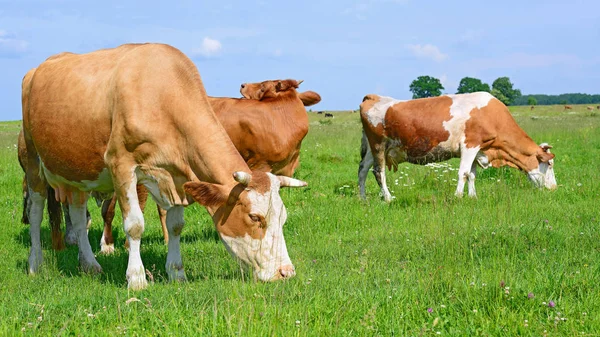 Vaches Sur Pâturage Rural Dans Une Journée Ensoleillée — Photo