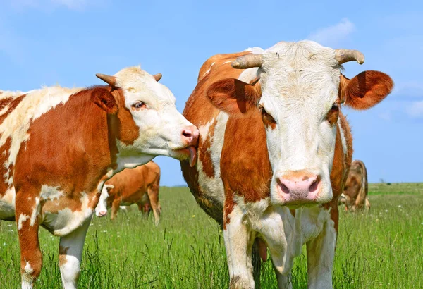 Vacas Pasto Rural Día Soleado —  Fotos de Stock
