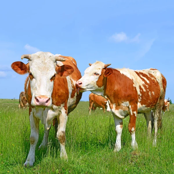 Koeien Een Weiland Een Zonnige Dag — Stockfoto