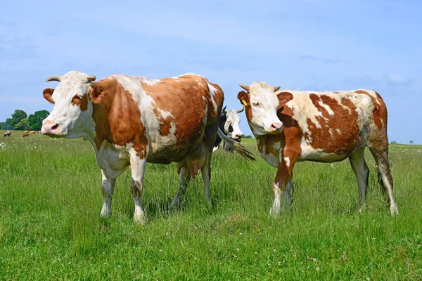 Cows Rural Pasture Sunny Day — Stockfoto