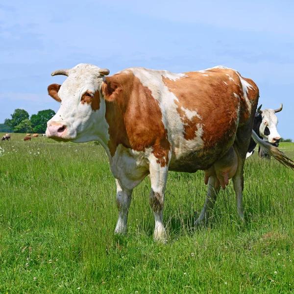 Nyári Legelőn Legelő Tehenek — Stock Fotó