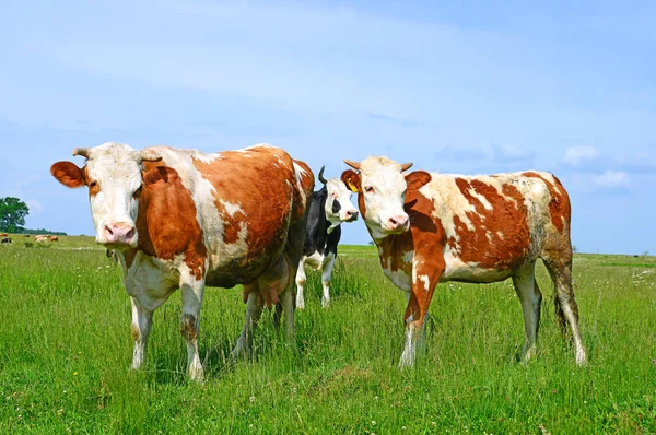 Vacas Pastando Pasto Verão — Fotografia de Stock
