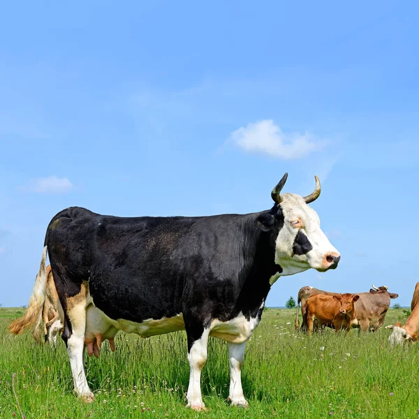 Zomer Weide Grazende Koeien — Stockfoto