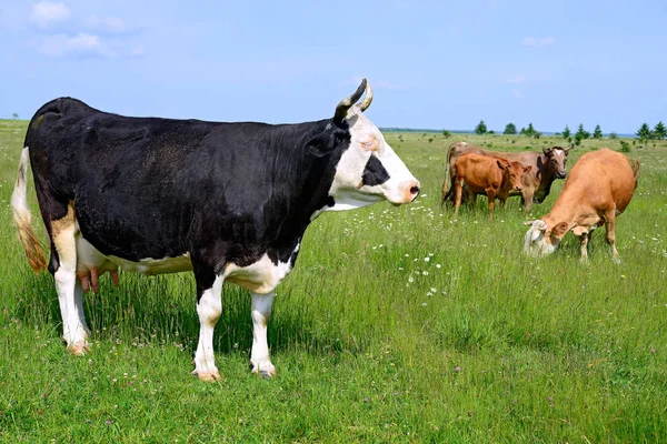 Zomer Weide Grazende Koeien — Stockfoto