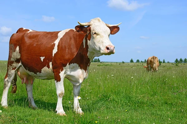 夏放牧牛 — ストック写真