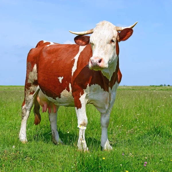 Beautiful Cow Green Meadow Summer — Fotografia de Stock