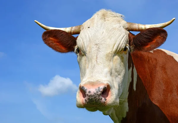 Close Bonito Vaca Vermelha Branca Prado — Fotografia de Stock