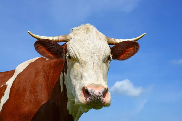 Close Cute Red White Cow Meadow — ストック写真