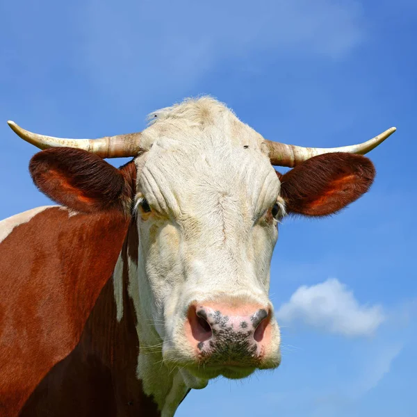 Close Cute Red White Cow Meadow — Stock Fotó