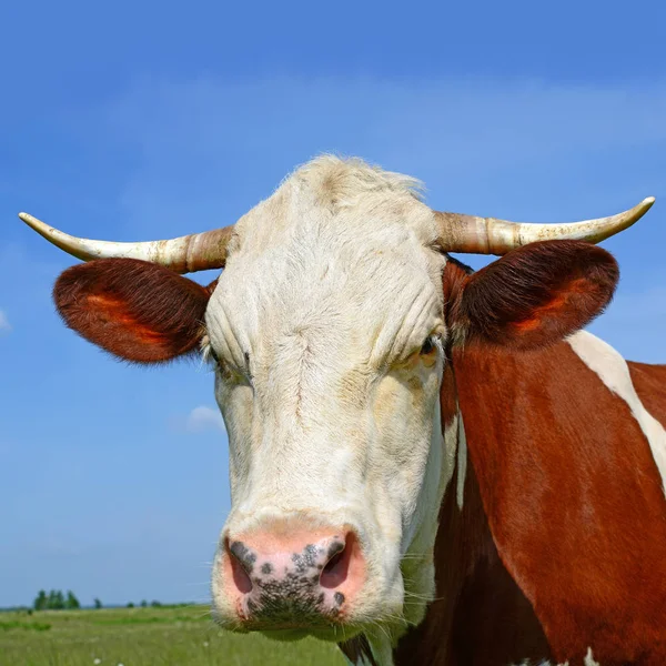 Primo Piano Carino Mucca Rossa Bianca Sul Prato — Foto Stock