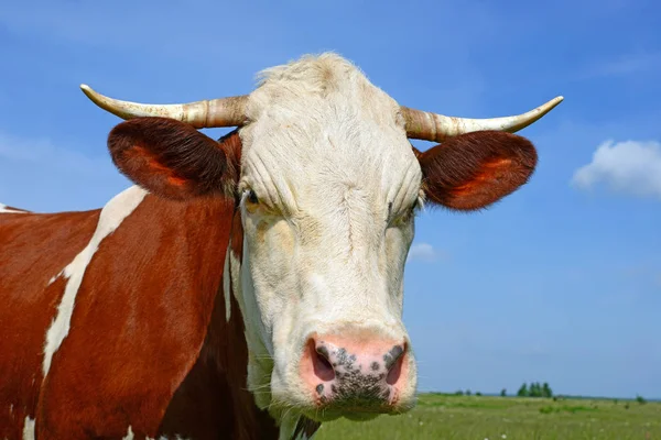 Close Cute Red White Cow Meadow — Foto de Stock