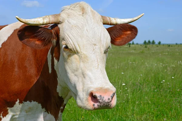 Nahaufnahme Der Niedlichen Rot Weißen Kuh Auf Der Wiese — Stockfoto