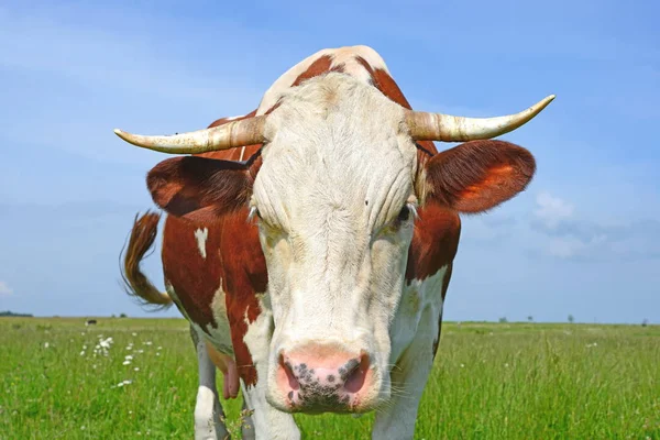 Close Cute Red White Cow Meadow — Stock Photo, Image