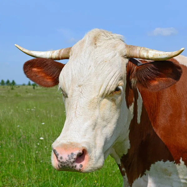 Close Bonito Vaca Vermelha Branca Prado — Fotografia de Stock