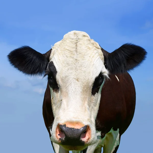 Close Cute Cow Meadow — Stock Fotó