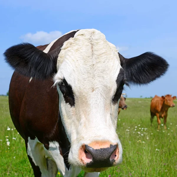 Close Cute Cow Meadow — стоковое фото