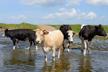 İnekler yazın nehirde sulanıyor.