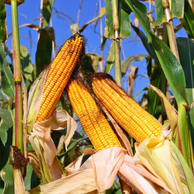 Kırsal manzara içinde olgunlaşmış Mısır.